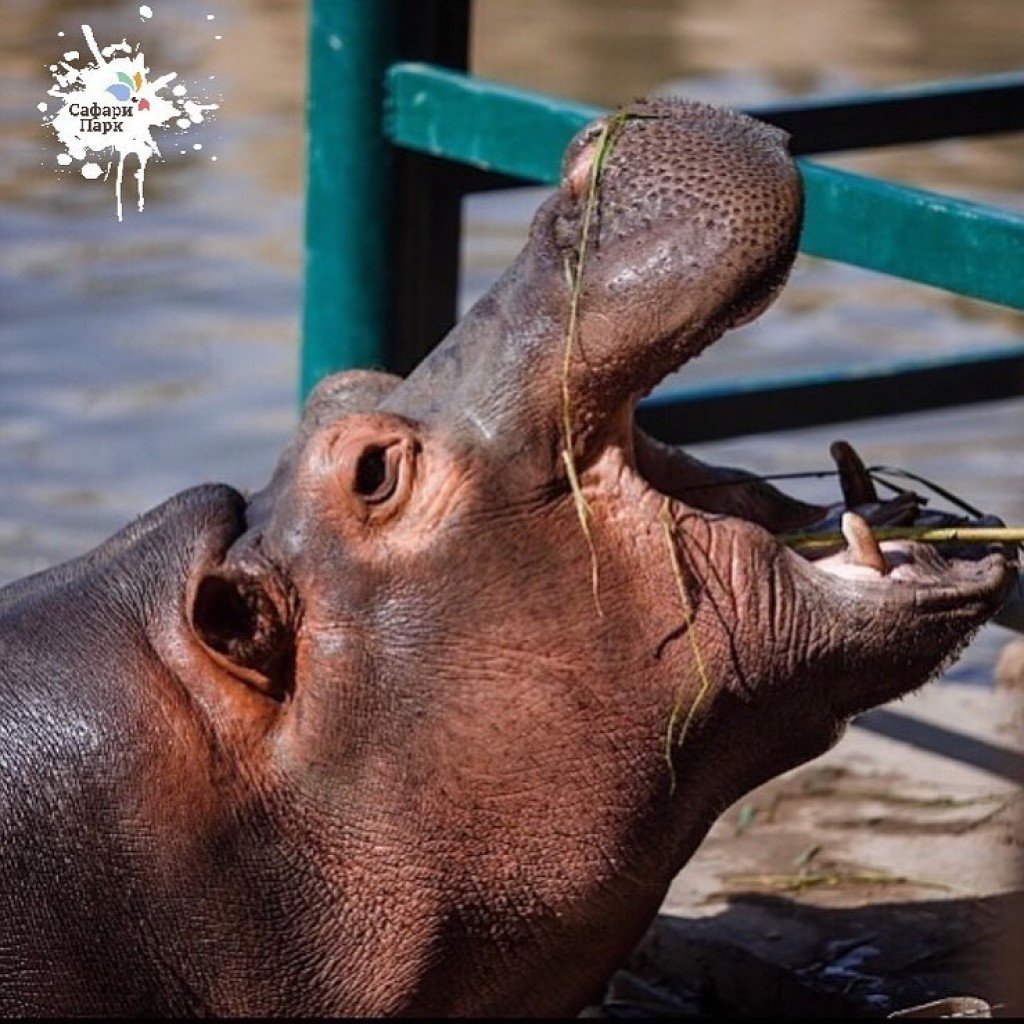 Гиппопотам 2018 актеры