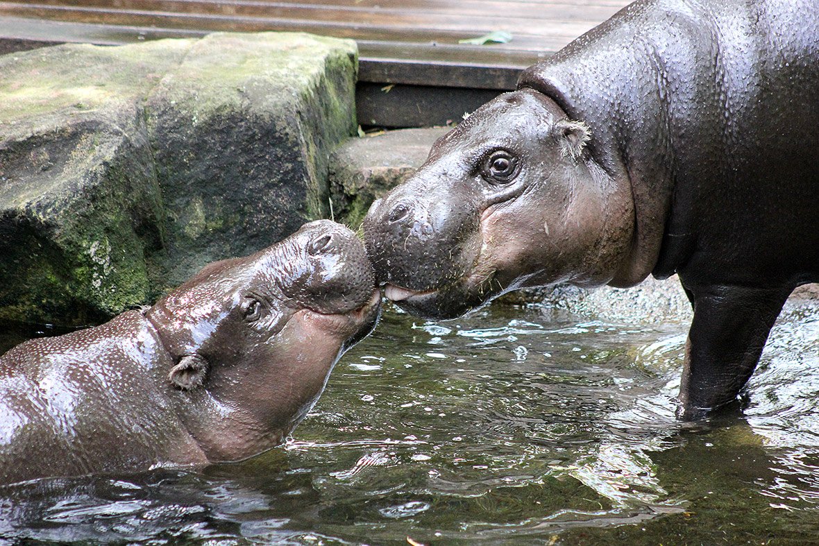 Hippopotamus in the Zoo