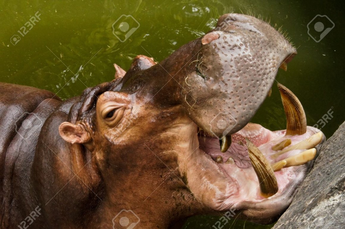 Бегемот прикол