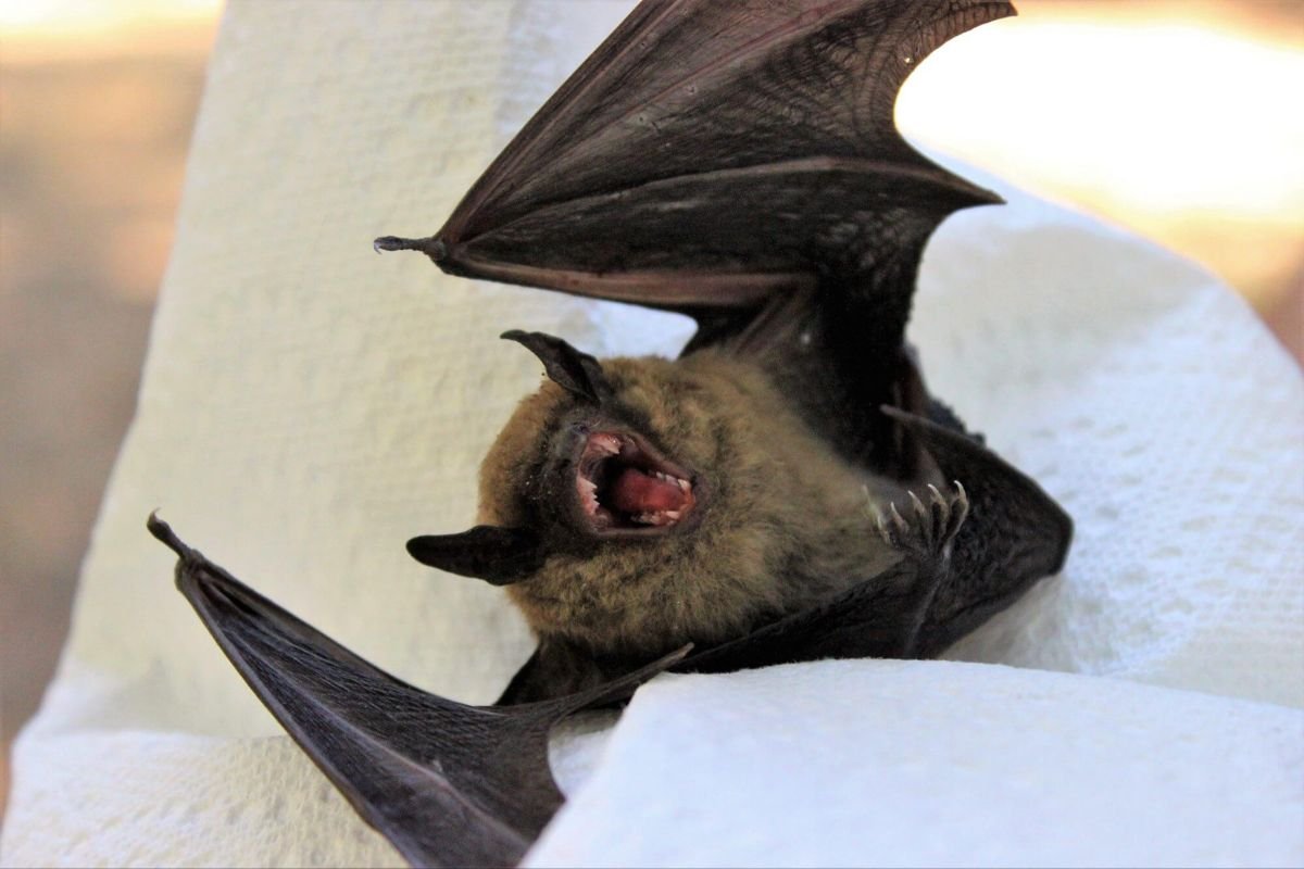 Летучие мыши: Пробуждение (bats: the Awakening)