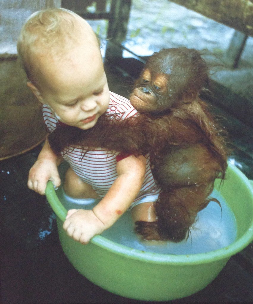 Карикатура про шимпанзе