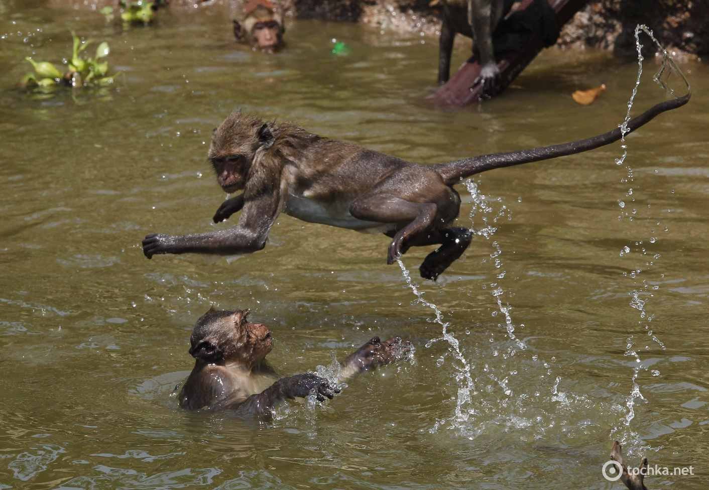 Купание обезьян мнение. Обезьяна купается. Обезьянка в воде. Обезьяна плавает. Водяная обезьяна.