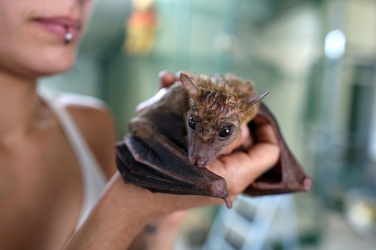 Бешенство у летучих мышей