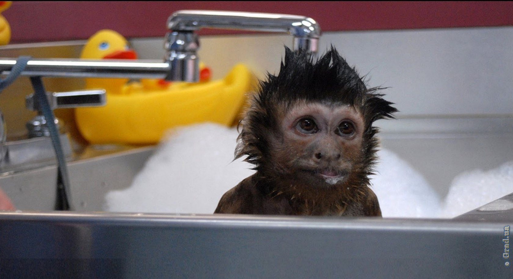 Шимпанзе плавает. Обезьяна в ванной. Мартышка моется. Обезьянка в ванне. Обезьяна в душе.