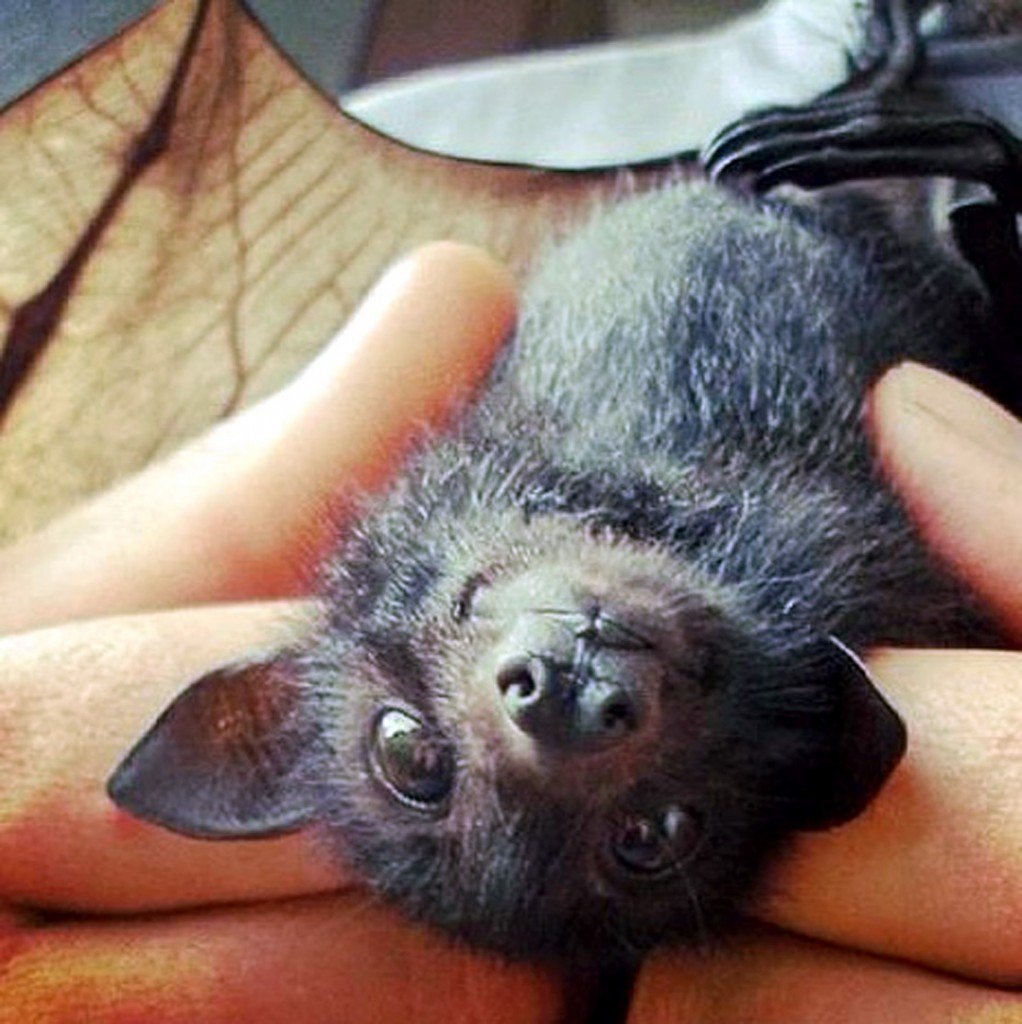 Летучая собака милота