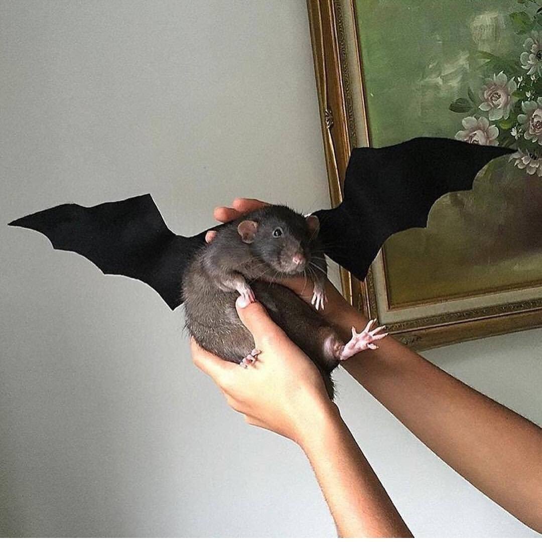 Свиноносая летучая мышь