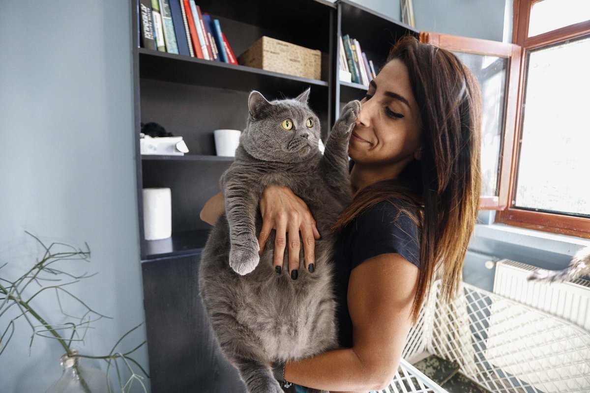 Кошка Бородиной шанти порода