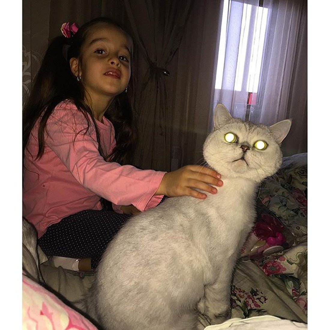 Кот шанти Бородиной