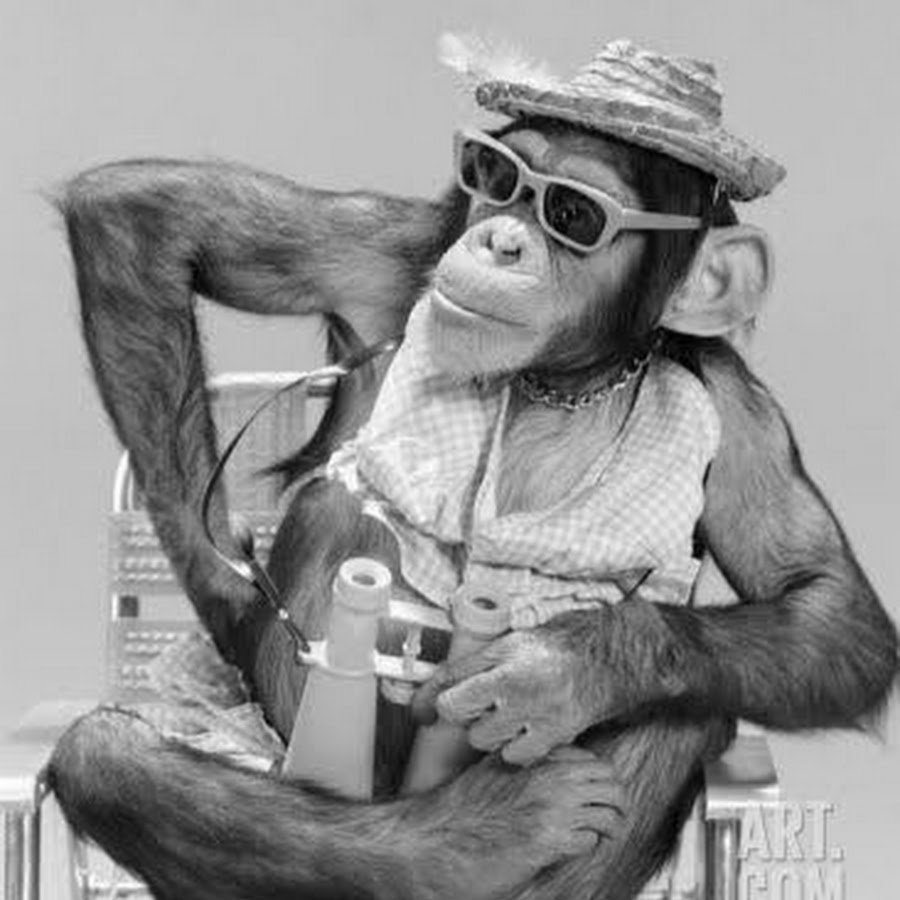 Капуцин обезьяна домашняя