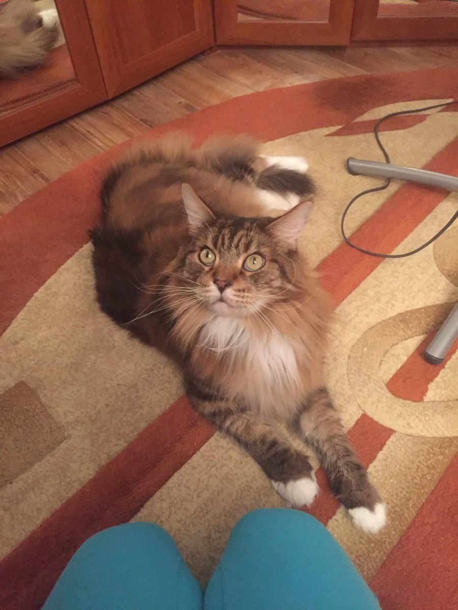 Кот Бородиной