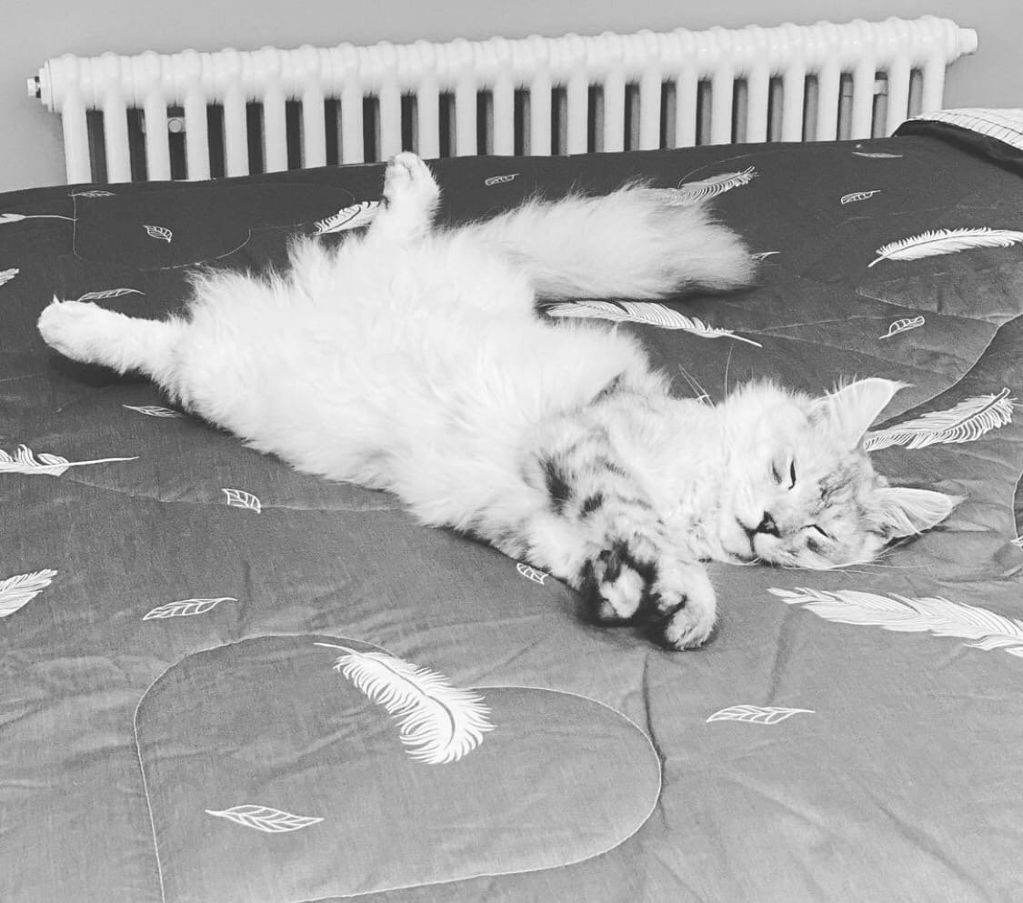 Кот Ксении Бородиной