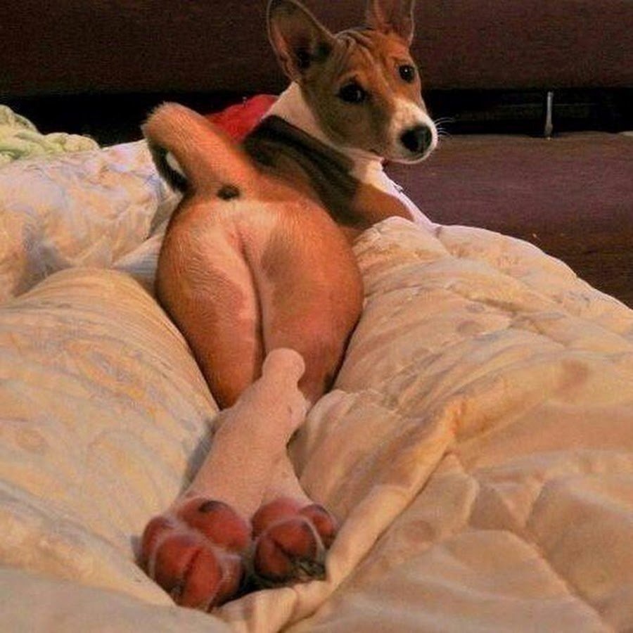 Собака смешно лежит