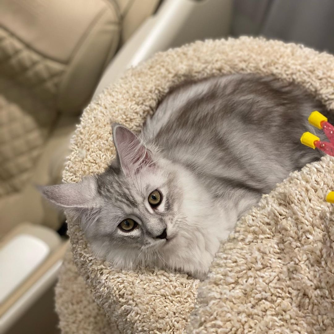 Кот шанти Бородиной