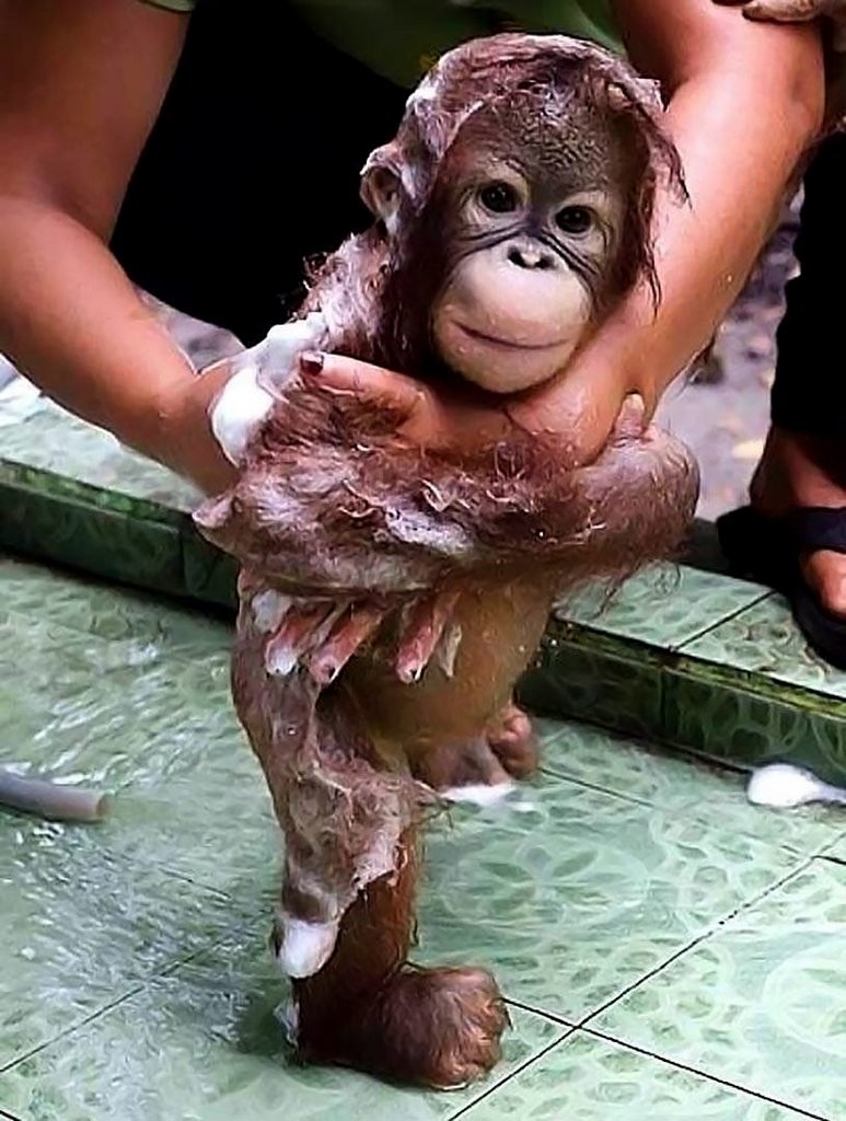 Домашние обезьянки