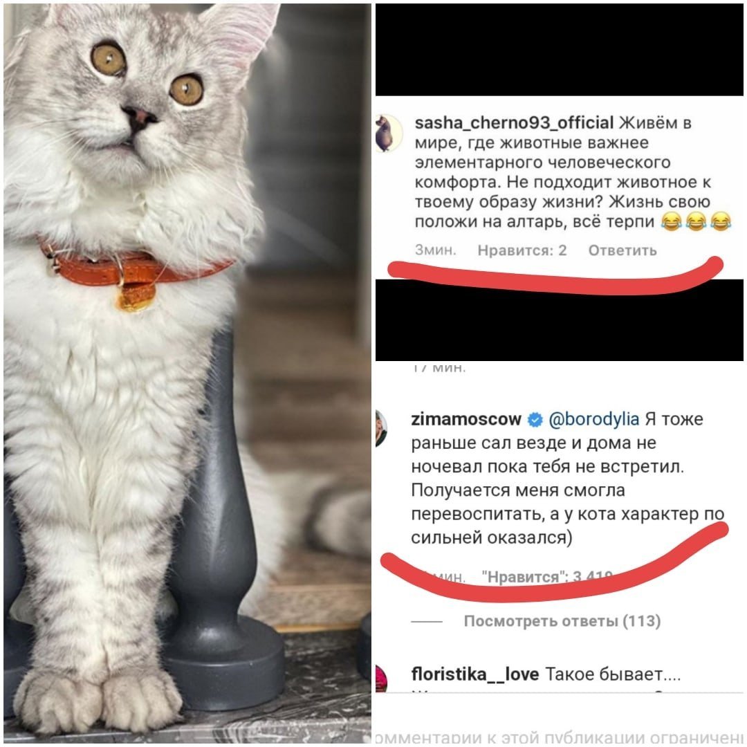 Кошка Ксении Бородиной