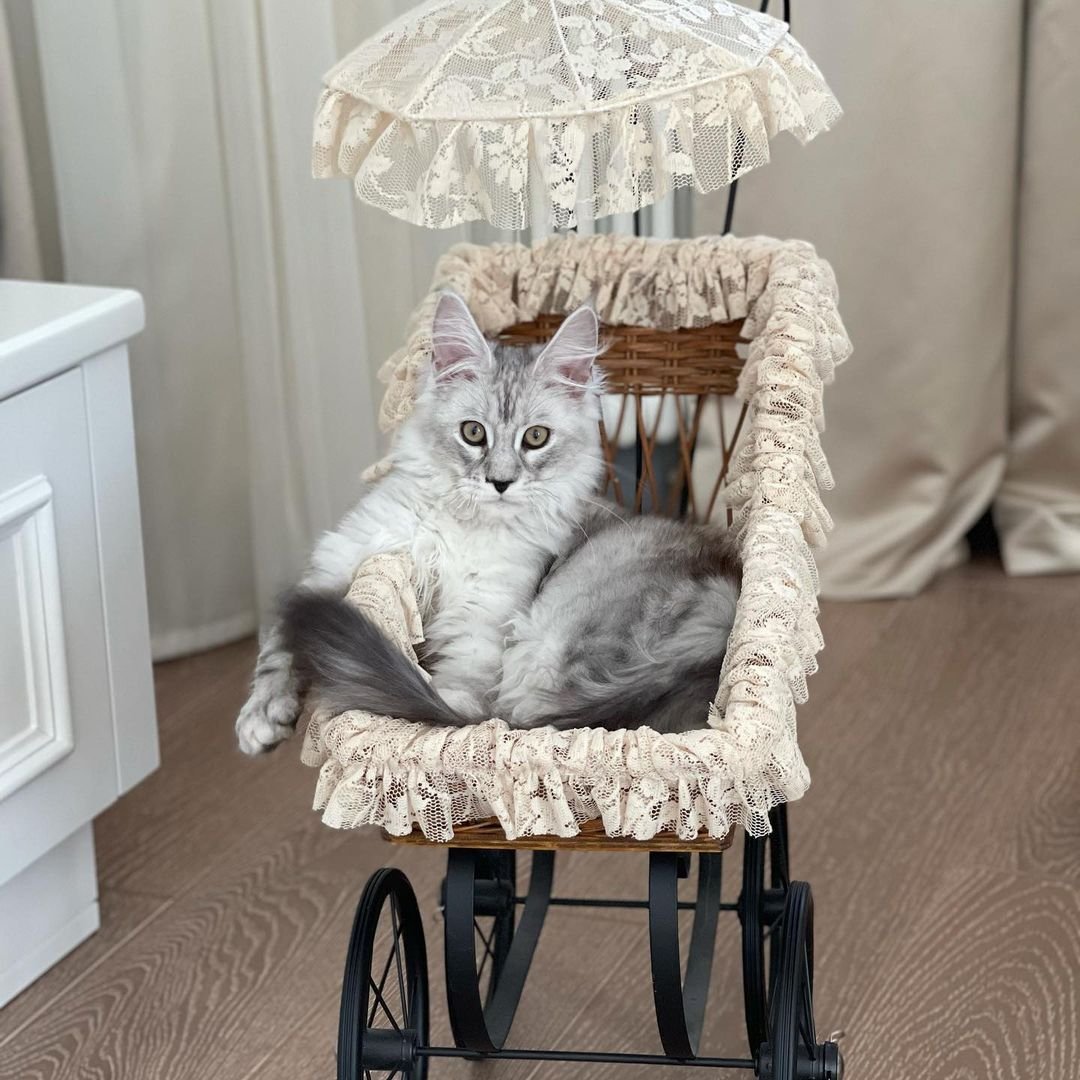 Кот Бородиной Цветан порода