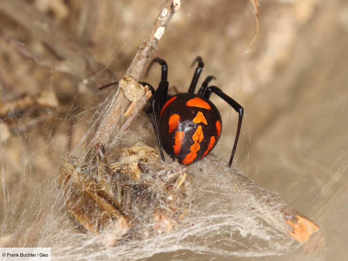 Evening Spider brings hope