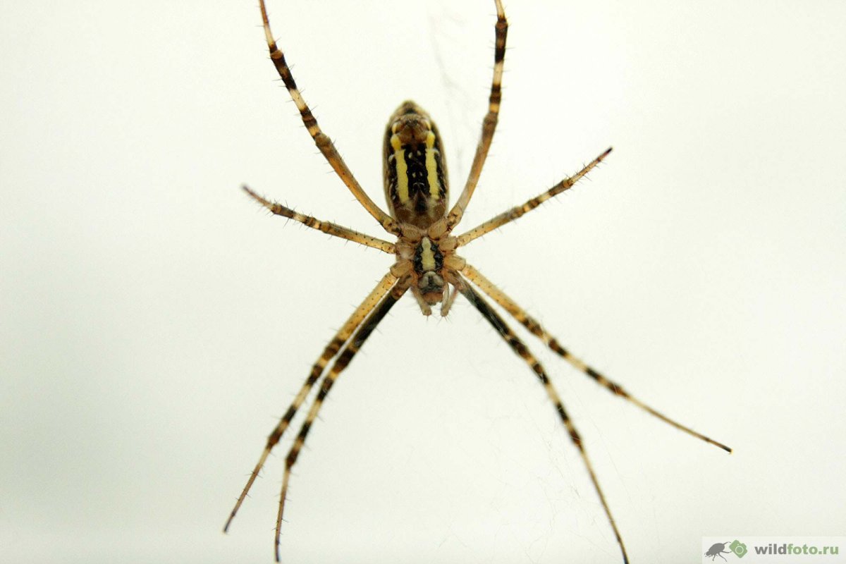 Паук Аргиопа Кубань