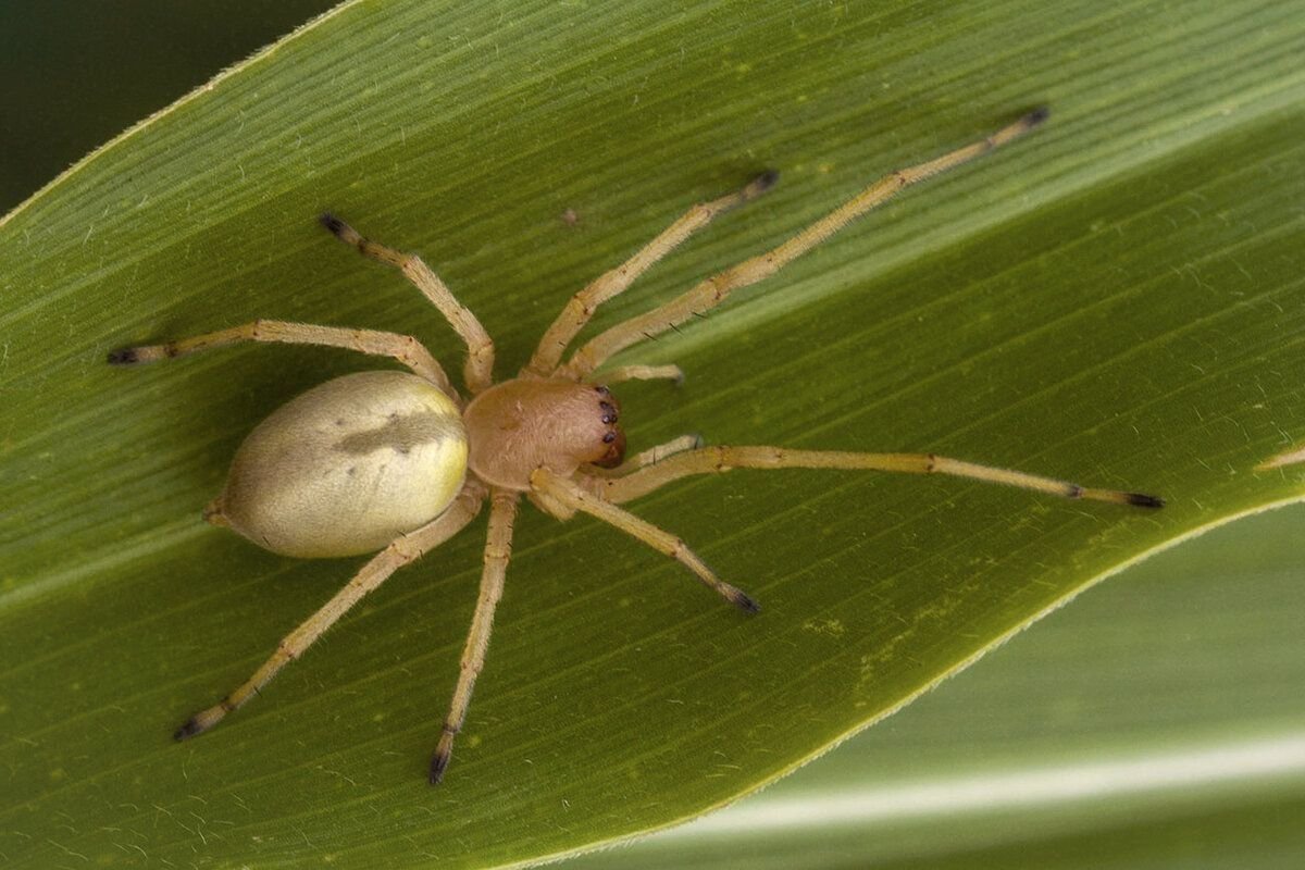 Паук Cheiracanthium punctorium