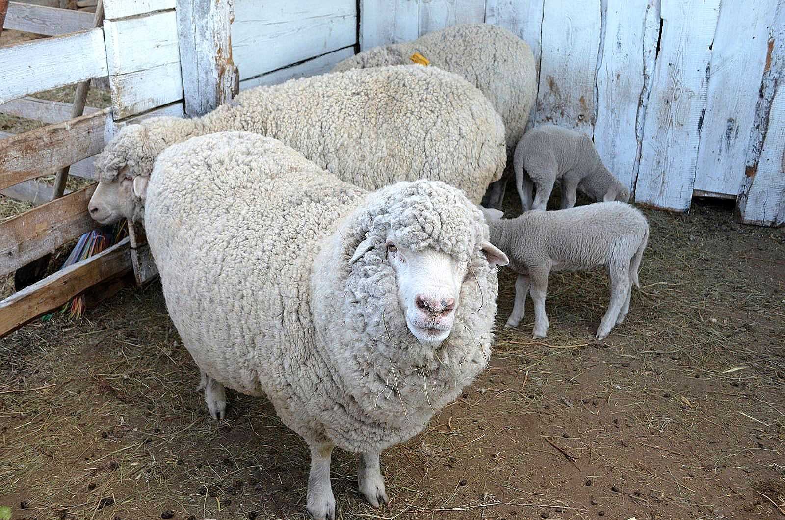 Купить алтайских овец. Забайкальская тонкорунная порода. Забайкальская тонкорунная порода овец. Грозненская тонкорунная порода овец. Алтайская тонкорунная порода овец.