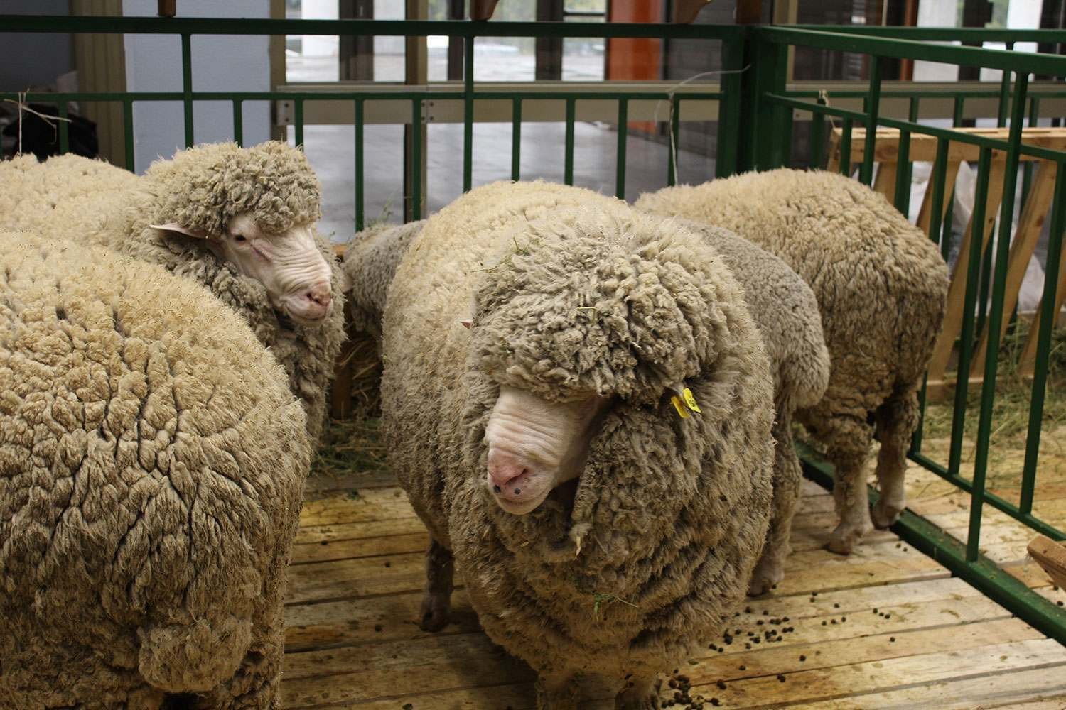 Купить алтайских овец. Алтайская тонкорунная порода овец. Манычский меринос порода овец. Алтайский меринос порода овец. Волгоградский меринос порода овец.
