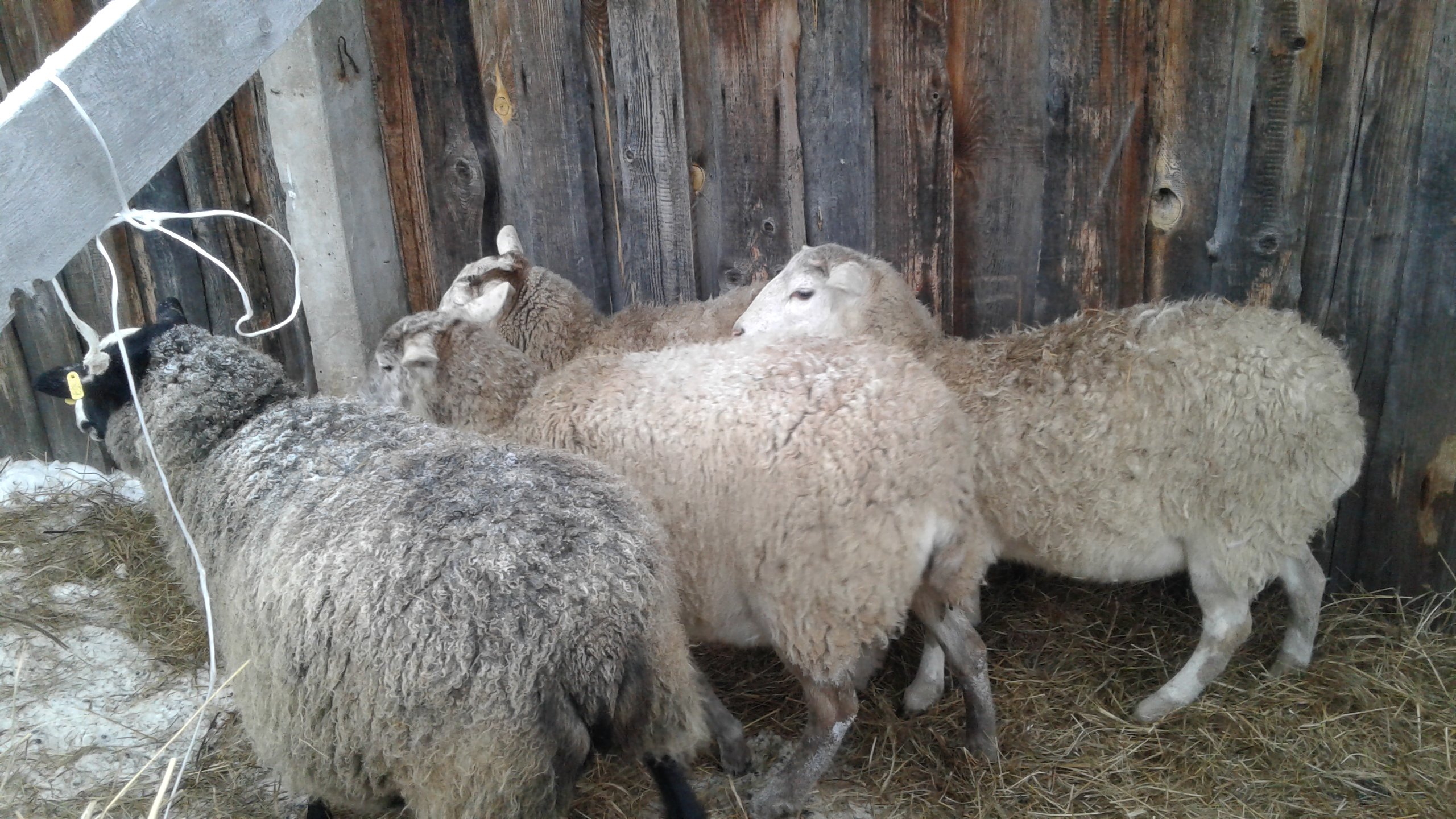 Купить алтайских овец. Овцы. Катумская овца. Овцеводство в Алтайском крае. Алтайская порода овец.