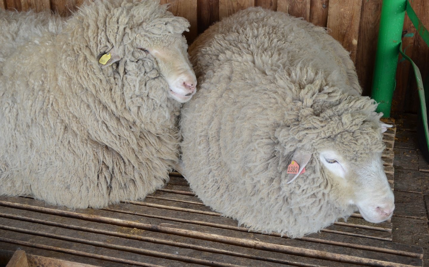 Купить алтайских овец. Горноалтайская порода овец. Горно Алтайская порода овец. Алтайская порода овец овец. В Алтае породы овец.