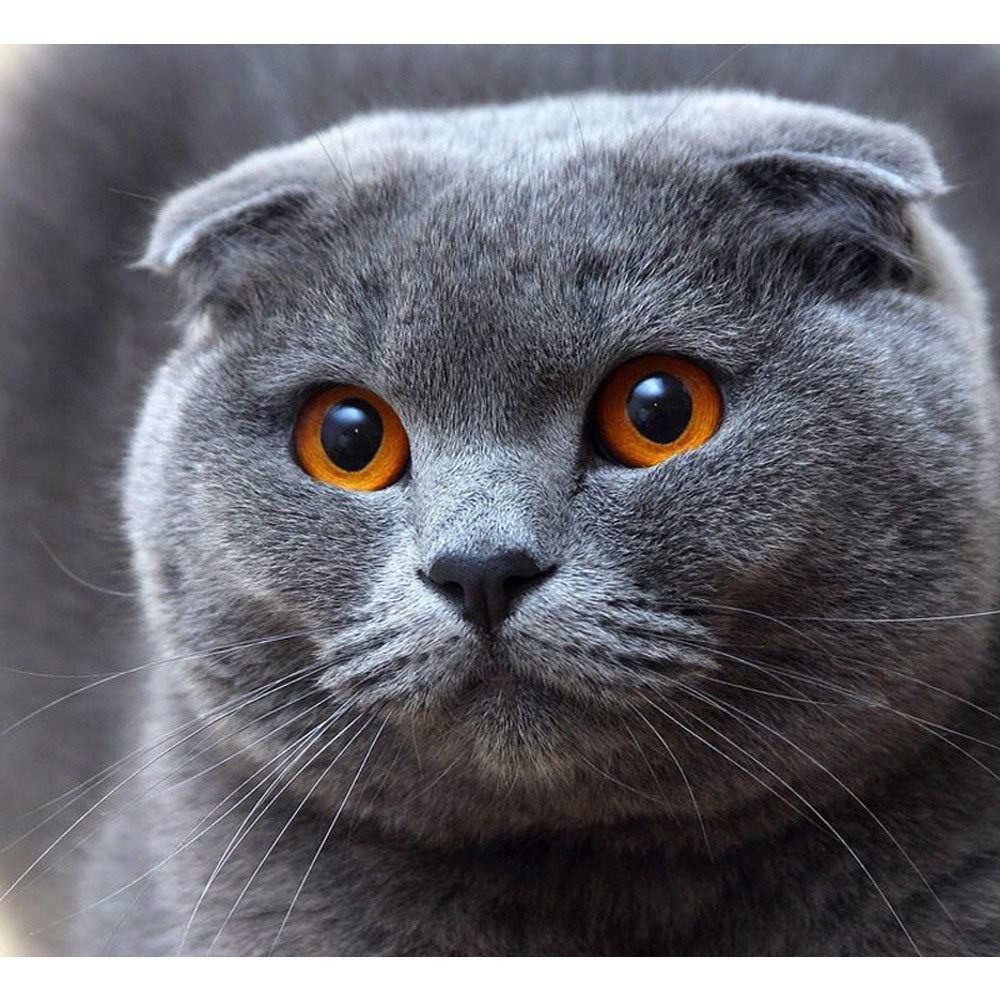 Скоттиш-фолд Шотландская