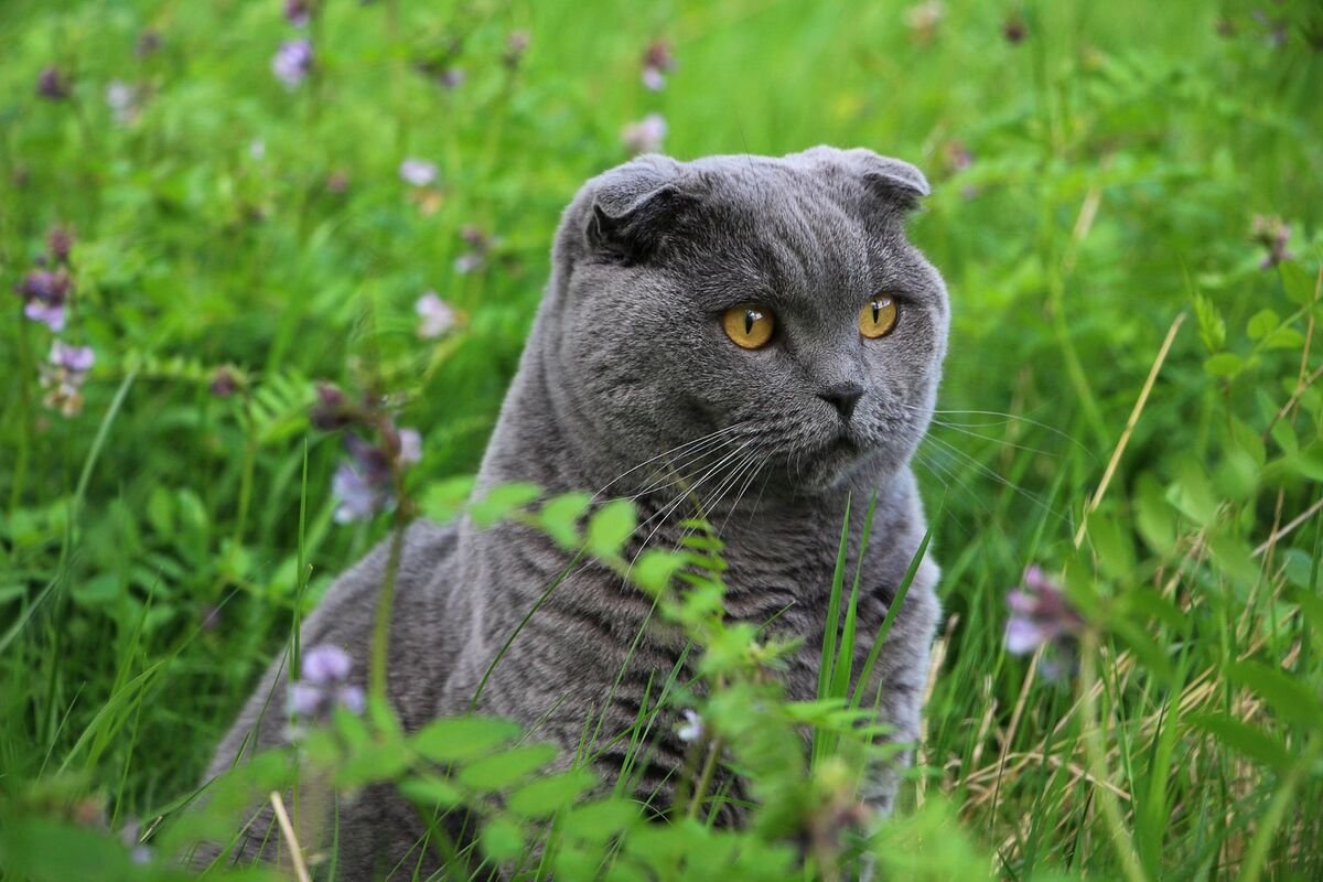 Шартрез вислоухий