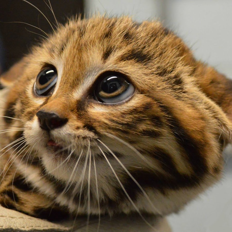 Жалобные глаза животных