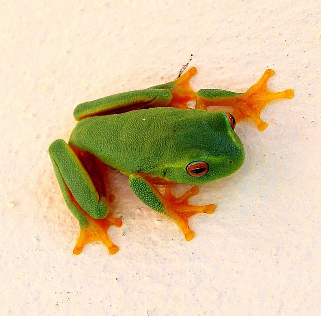 Пестрая квакша