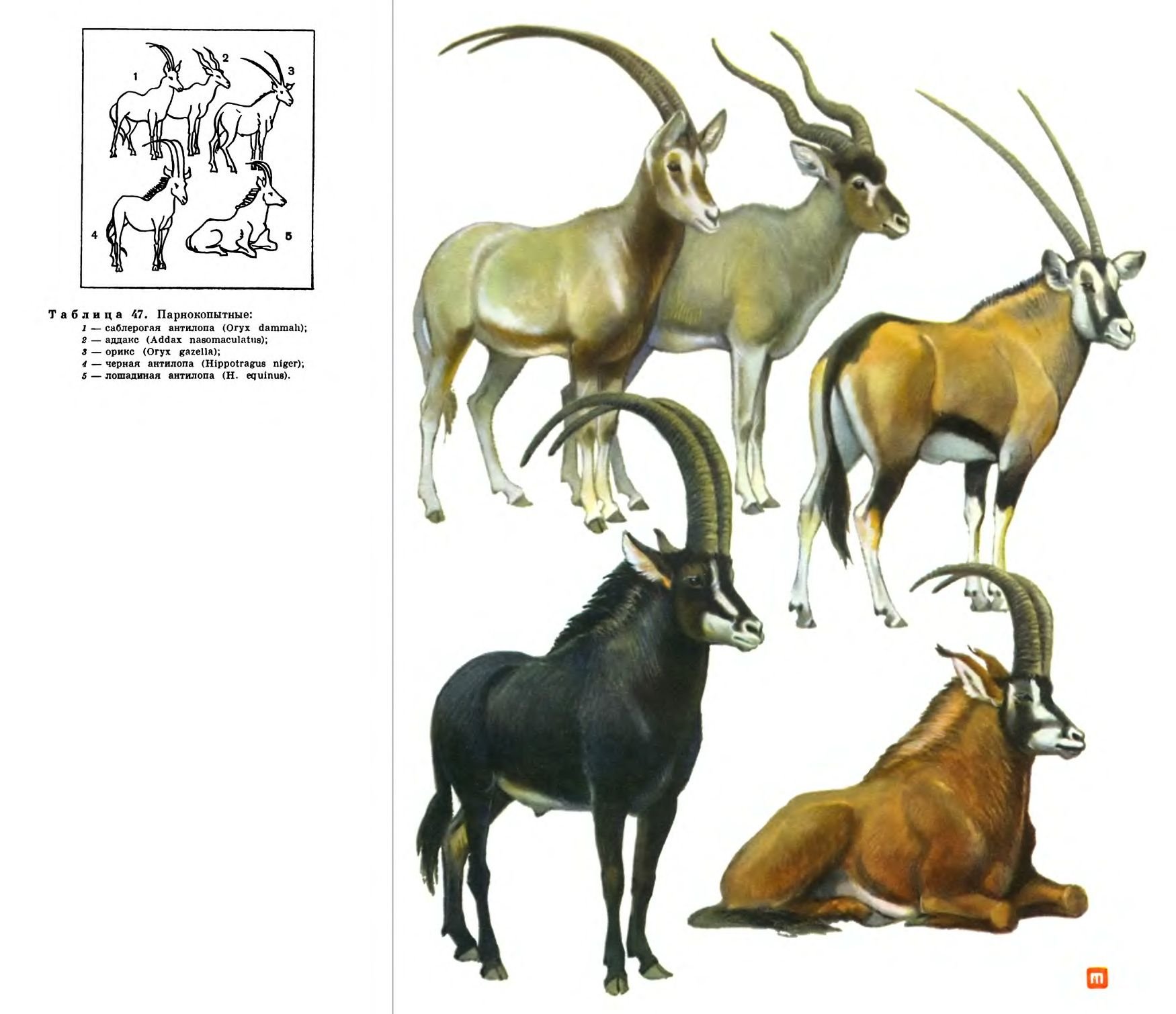 Особую группу из семейства полорогих образуют антилопы. Парнокопытные жвачные Полорогие. Парнокопытные млекопитающих Полорогие. Антилопа животное. Рогатые животные и их название.