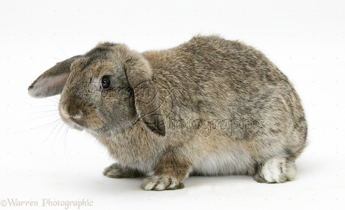 Кролик рекс агути