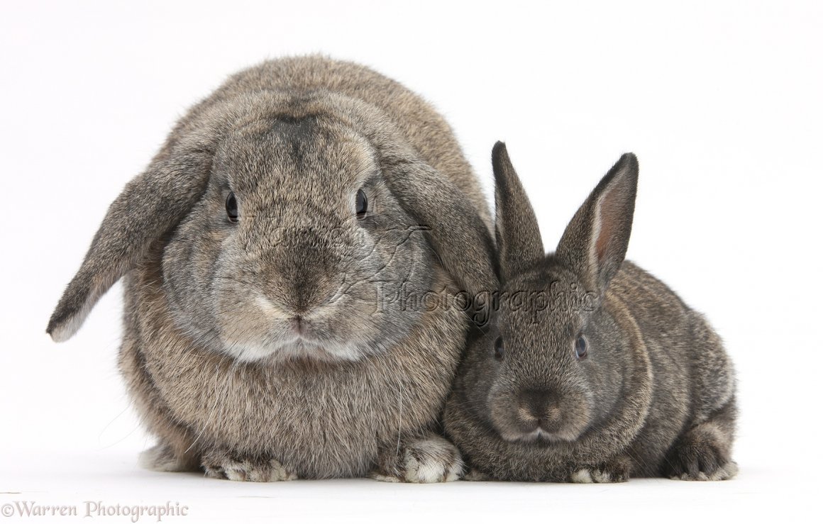 Кролик агути