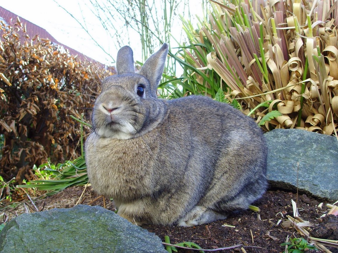 Кролик серый коричневый