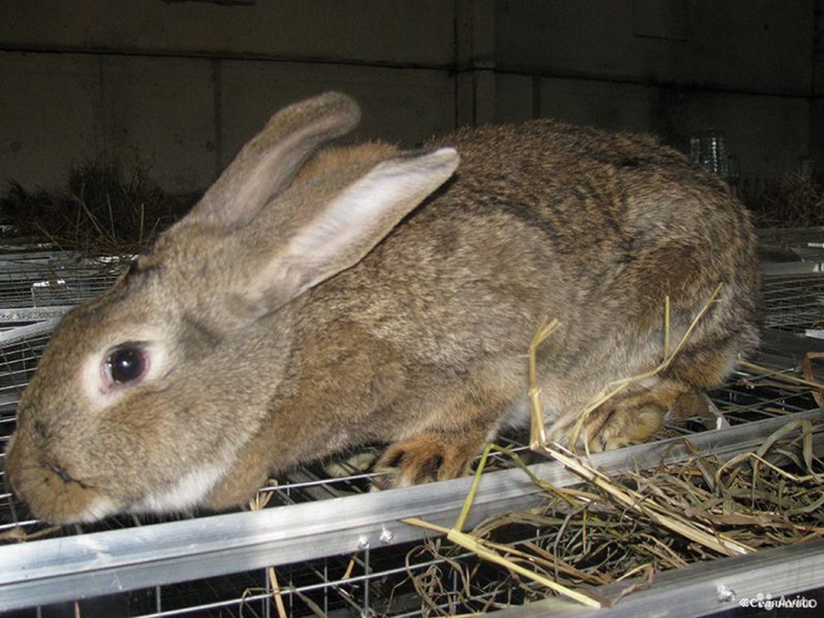 Французский баран агути