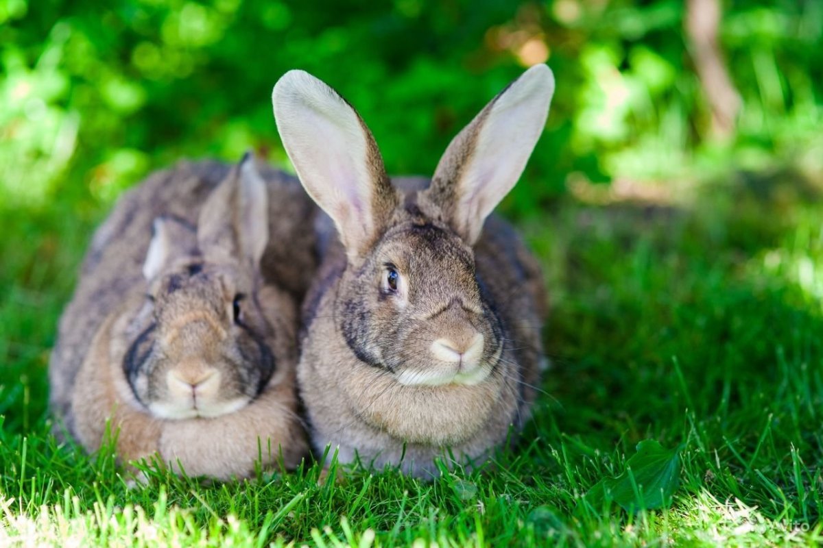 Беличий карликовый кролик