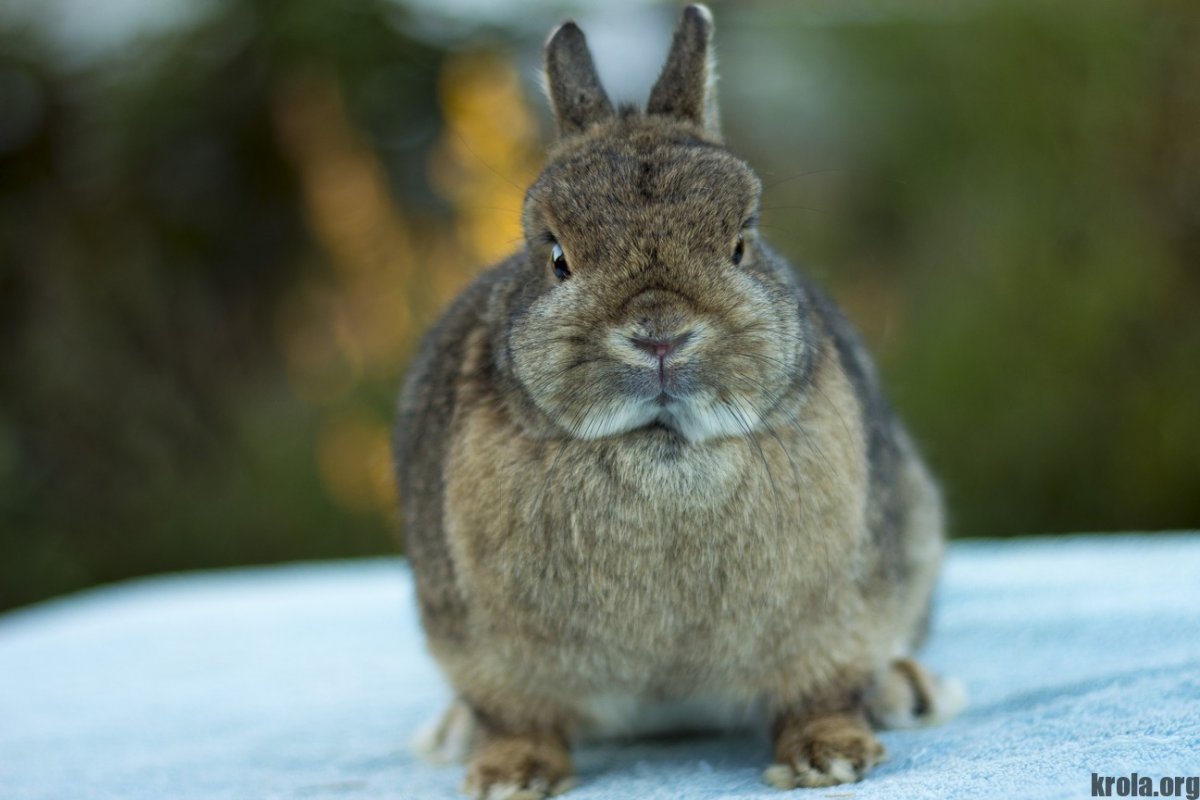 Серый великан кролик цвета