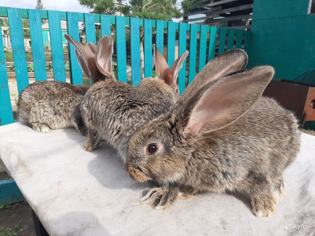 Чистокровные кролики ризены купить