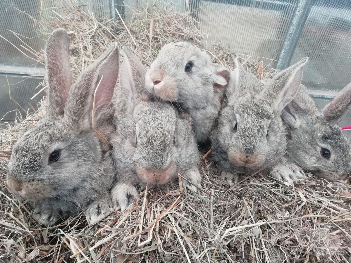 Лысые кролики порода рекс