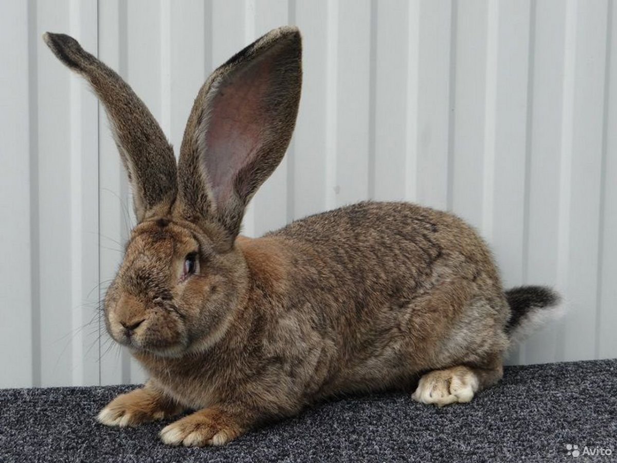 Агути щенки новорождённые