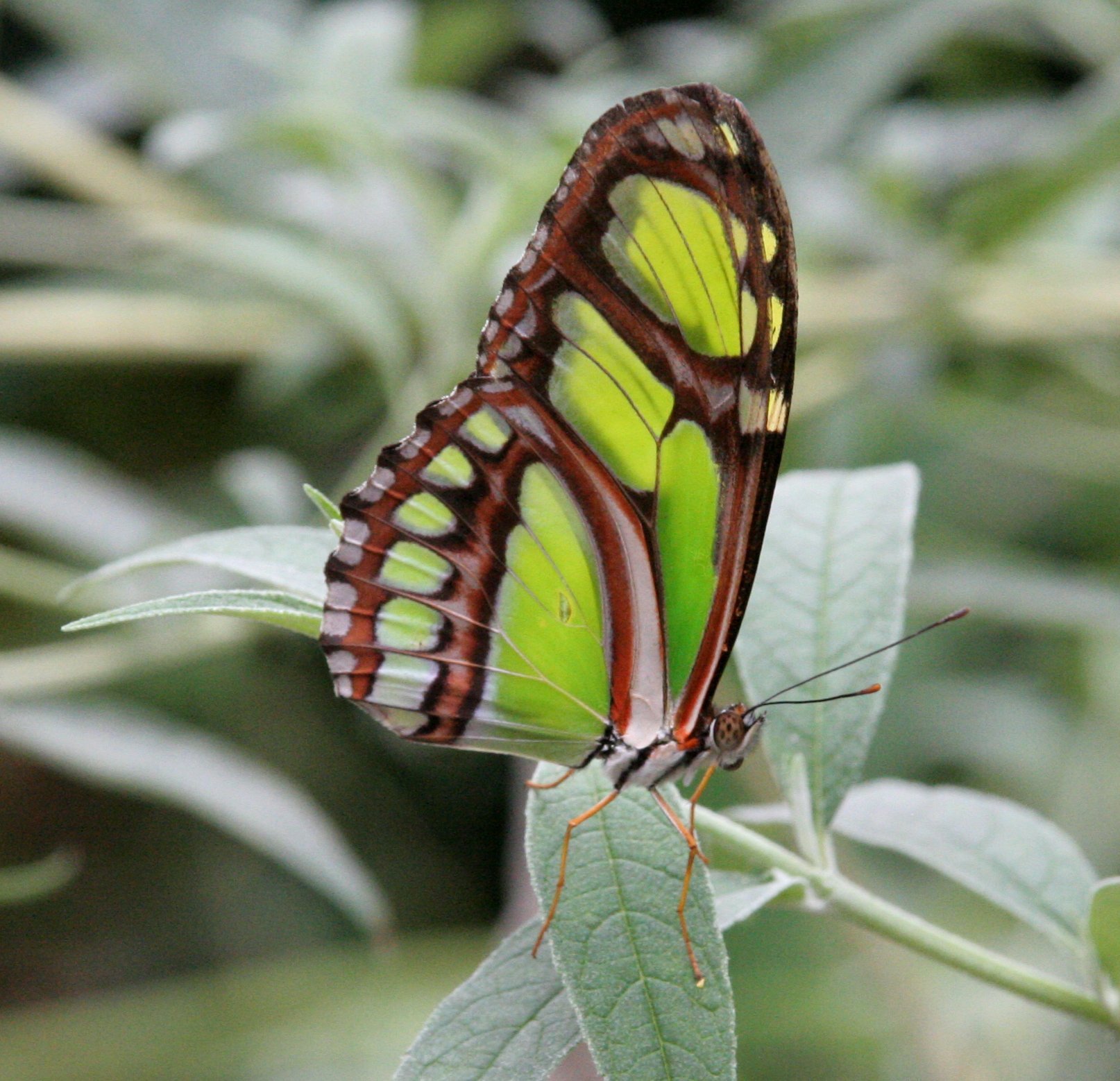 Желто зеленая бабочка. Птицекрылка бабочка. Африканская бабочка Баттерфляй. Зеленая бабочка.