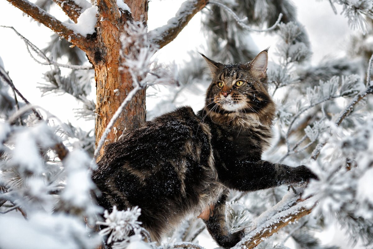 Черепаховая кошка Калико на природе