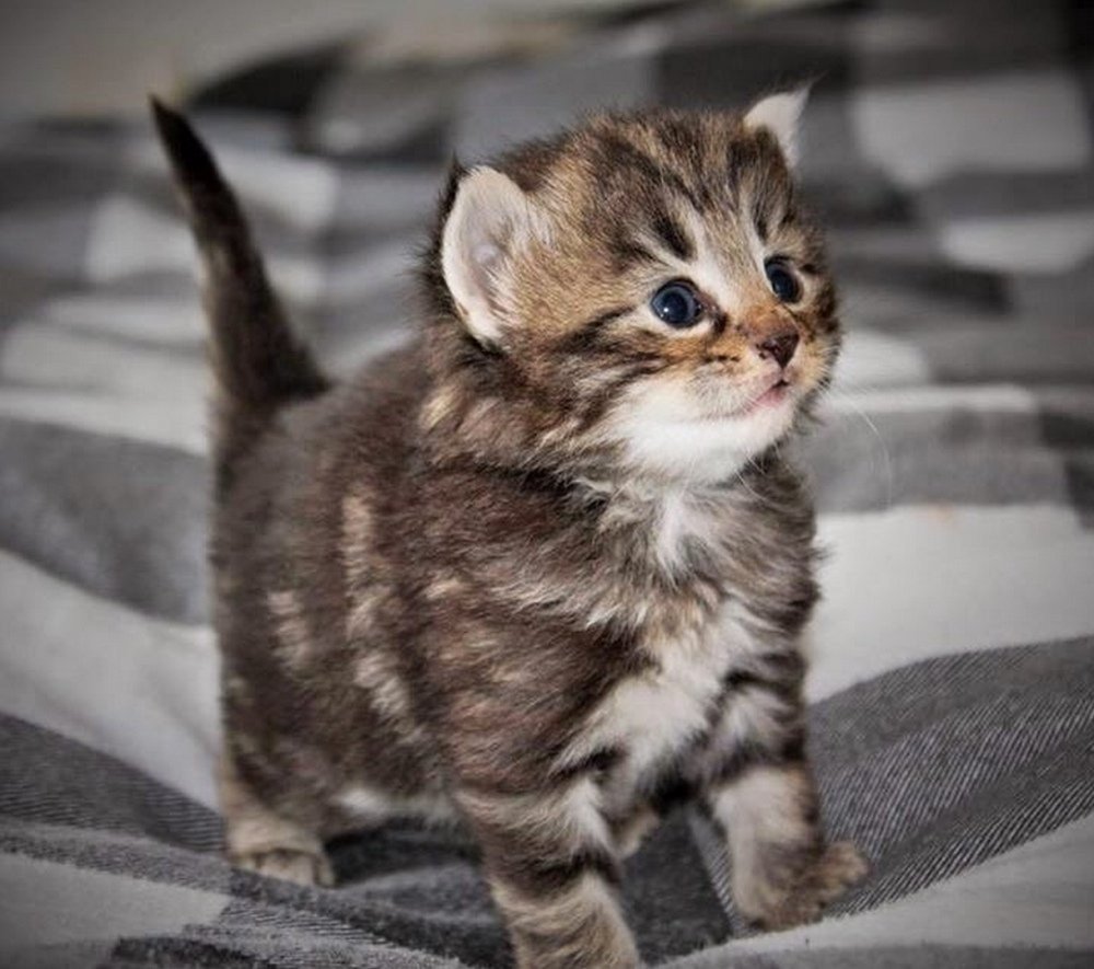 Сибирский Лесной кот