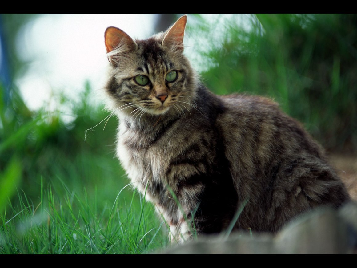 Кимрик кошка