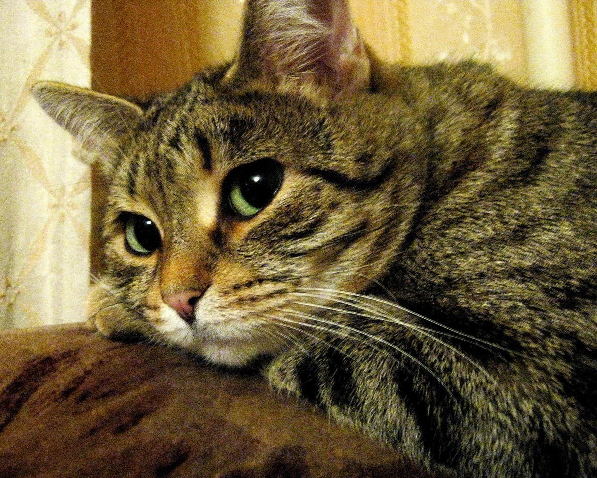 Породы кошек с фотографиями и названиями на русском языке