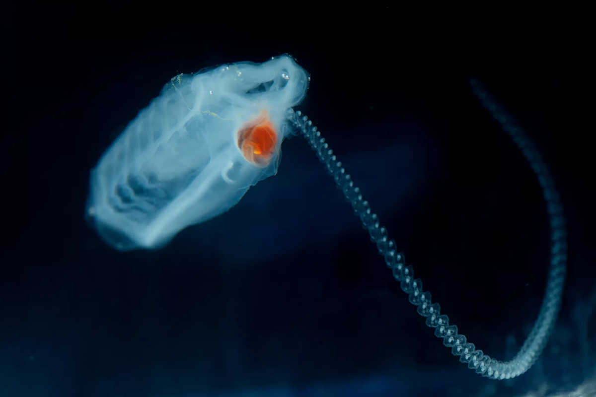 Сальпы (Salpidae)