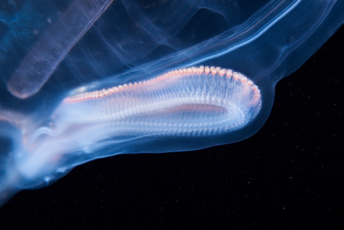 Сельдяной Король рыба