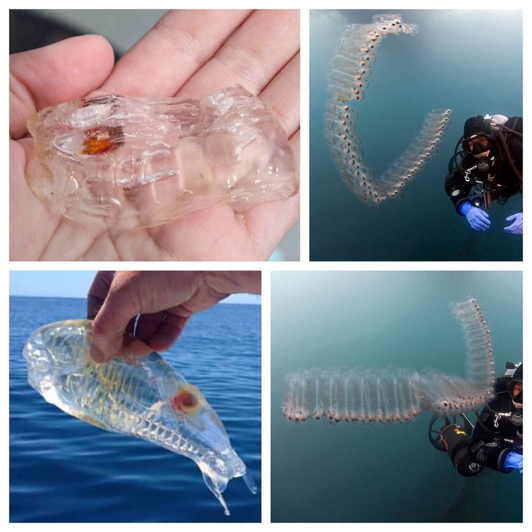 Салпа деморе