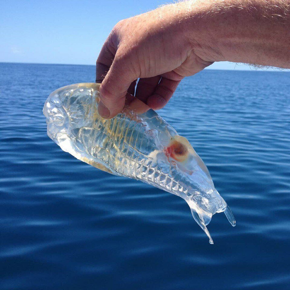 Прозрачная рыба с ногами